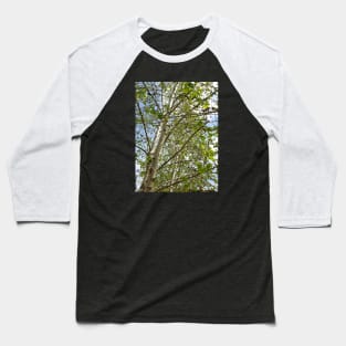 Birch Trees Baseball T-Shirt